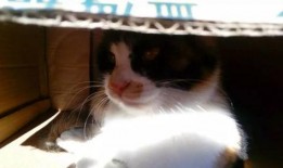 小花猫视频,小花猫的欢乐视频大揭秘